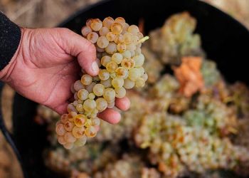 La DOCa Rioja aprueba las normas de campaña para la próxima vendimia