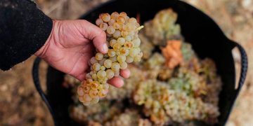 La DOCa Rioja aprueba las normas de campaña para la próxima vendimia