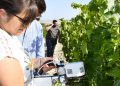 Prometedores avances en el proyecto de cultivo ecológico de la uva Pedro Ximénez