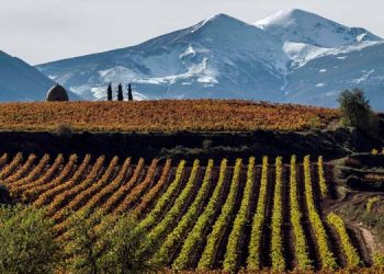 El BOE publica la orden de Agricultura que aprueba la modificación de la DOC Rioja para blindar sus viñedos
