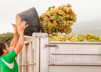 Da comienzo la vendimia en la D.O. Rueda