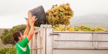 Da comienzo la vendimia en la D.O. Rueda