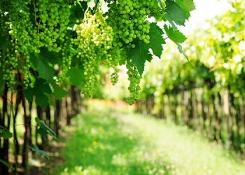 Bodega Otazu refuerza su compromiso medioambiental con dos nuevos proyectos: Biodiversidad y Undervine