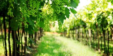 Bodega Otazu refuerza su compromiso medioambiental con dos nuevos proyectos: Biodiversidad y Undervine