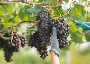 La producción mundial de vino cae drásticamente, alcanzando los niveles más bajos en 60 años