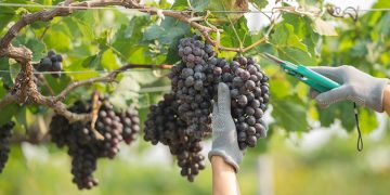 La producción mundial de vino cae drásticamente, alcanzando los niveles más bajos en 60 años