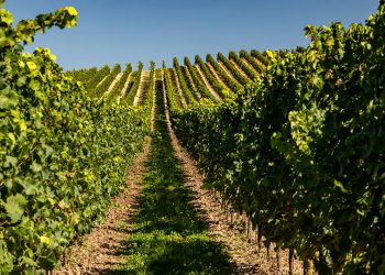 HABLA Sustainable Wineries for Climate Protection