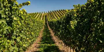 HABLA Sustainable Wineries for Climate Protection