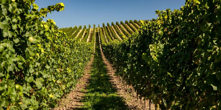HABLA Sustainable Wineries for Climate Protection