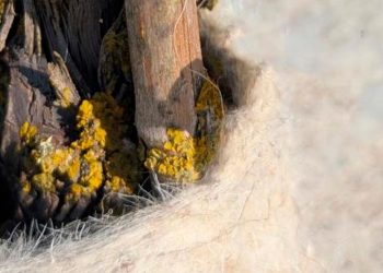 viticultura sostenible lana oveja