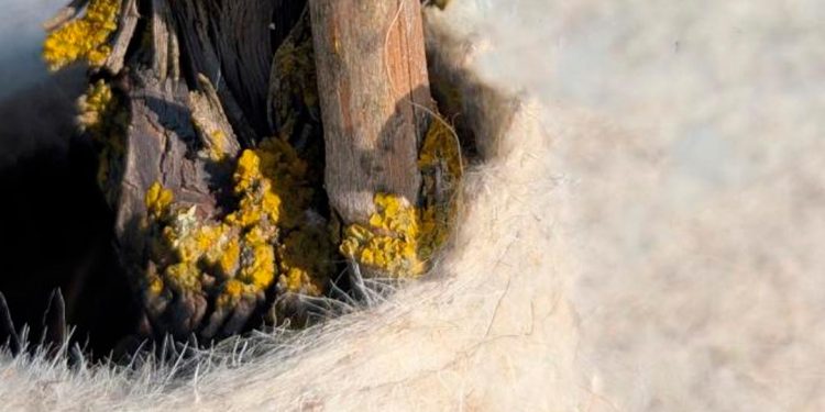 viticultura sostenible lana oveja