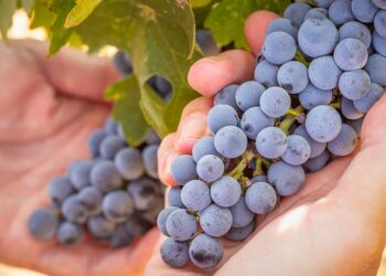 Gobierno prohíbe uva Canarias