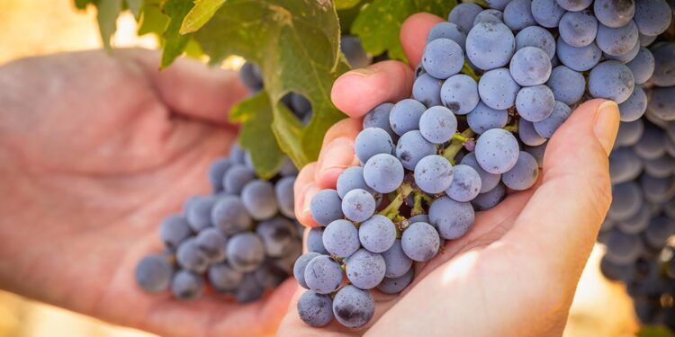 Gobierno prohíbe uva Canarias