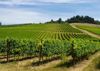 septiembre enoturismo vino