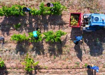 vendimia alta calidad