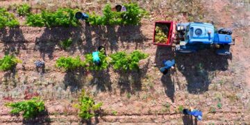 vendimia alta calidad