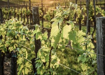 Viñas del Vero viticultura sostenible nuevas variedades