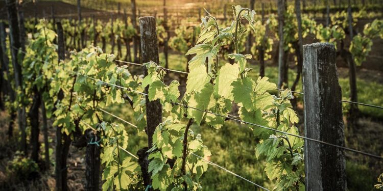 Viñas del Vero viticultura sostenible nuevas variedades